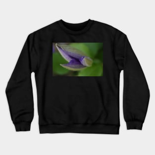 Clematis about to open Crewneck Sweatshirt